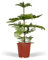 La Green Touch - Araucaria - Plante d'intérieur - Pot 21cm, Hauteur 70 cm
