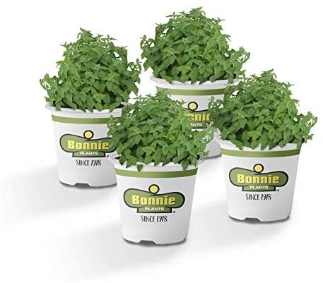 Pack de 4 Plantas de Menta en Maceta de 10cm Naturales Plantas Vivas