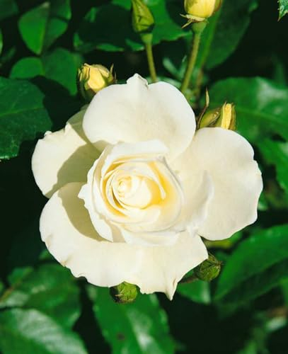Rosa 'Schneewittchen' - Edelrose, reinweiße Blüten, Blütezeit Juni-Oktober, ideal für Beete und Kübel, duftend, pflegeleicht und winterhart
