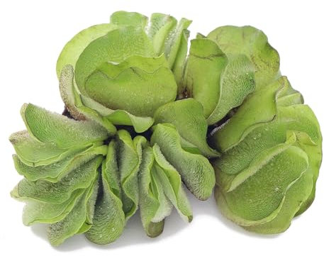 K2AQUA Salvinia Natans Floating Live Plant Natural Aquatic Decoration for Aquariums and Ponds Oxygenating Water Plant