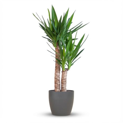 Green boutiQ - Zimmerpflanze - Palmlilie - Yucca Elephantipes - Grün - Pflegeleicht - 1 Pflanze - mit Potter Grau - Topf 21cm - Höhe 80-95cm