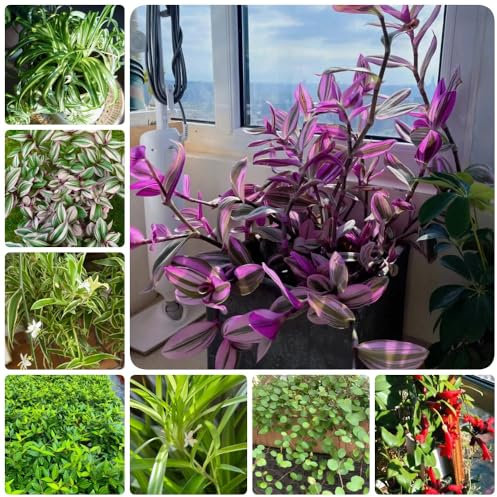 Grünlilie Samen, Chlorophytum comosum, stauden winterhart mehrjährig Grünlilie Zimmerpflanze Samen, herbstpflanzen winterhart grünpflanzen, indoor plants zimmerbonsai bonsai exotische 500pcs