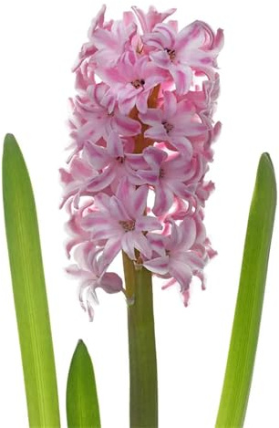 Dobles jacintos, Multicolor, Muy Abejos, Cuidado fácil, Rizomas jacintos, 6bulbos-A