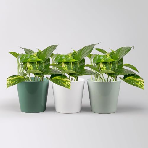 Efeutute mit Keramiktopf Dallas seegrün, gl.blau,weiß, Topf-Ø 12 cm, 3 Pflanzen