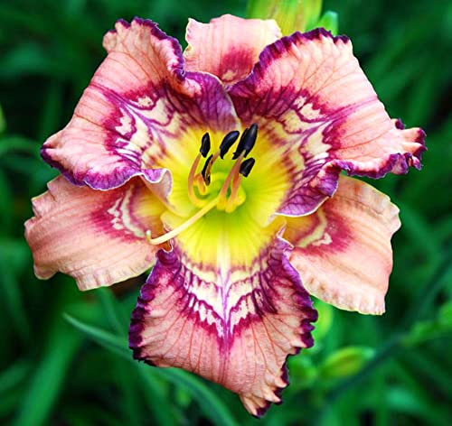 Hemerocallis,daylily,bulbi hemerocallis,bulbi fiori,erbacea perenne,Fiori facili da piantare,possono essere piantati in vaso o a terra, adatti come regali per gli altri