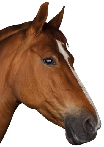 younikat Häst fönsterdekal I statisk vidhäftning I återanvändbar I brun I you0061