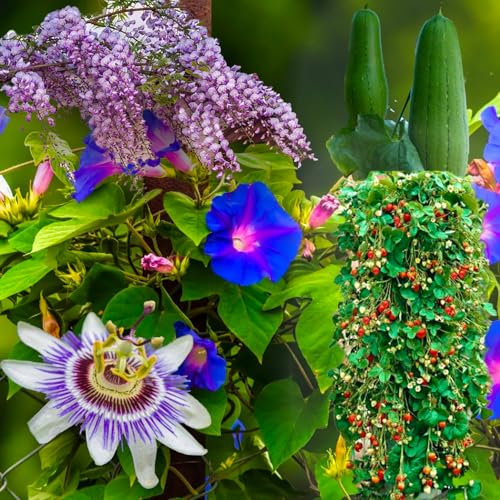 KIT SEMENTI RAMPICANTI | 5 Bustine di SEMI | Glicine | Fragola rampicante | Passiflora | Luffa | Ipomea Blue Morning