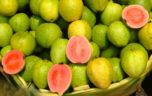 Graines de Goyavier (Psidium Guajava), 15 Graines Tropicales pour Culture, Arbre Fruitier Exotique, Fruit Rose-Jaune Riche en Vitamines