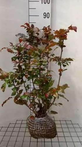Mahonia aquifolium - Cespuglio d'uva, Cespuglio di mogano, crespino di agrifoglio 40-60 cm in vaso