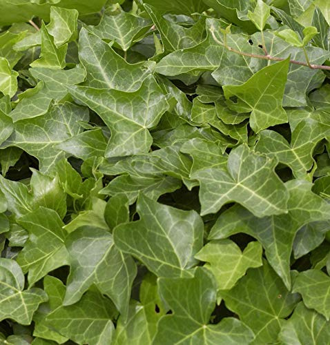 10x Gemeiner Efeu 15-20cm - Hedera helix - lebende Gartenpflanze aus den Baumschulen