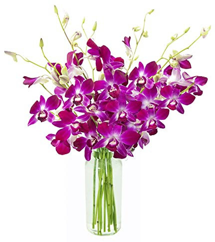 KaBloom PRIME NEXT DAY DELIVERY - Mother’s Day Collection - Bouquet of Purple Orchids with Vase.Gift for Birthday, Sympathy, Anniversary, Get Well, Thank You, Valentine, Mother’s Day Fresh Flowers