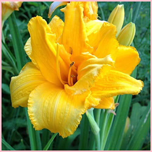 Hemerocallis bulbi,bulbi di Hemerocallis,Daylily,resistente, facile da sopravvivere