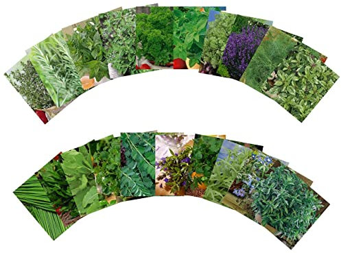 Samenshop24® Kräuterspirale anlegen | Größe: Größenwahn | 22 verschiedene Sorten | Kräutersamen für eine sehr große Kräuterspirale