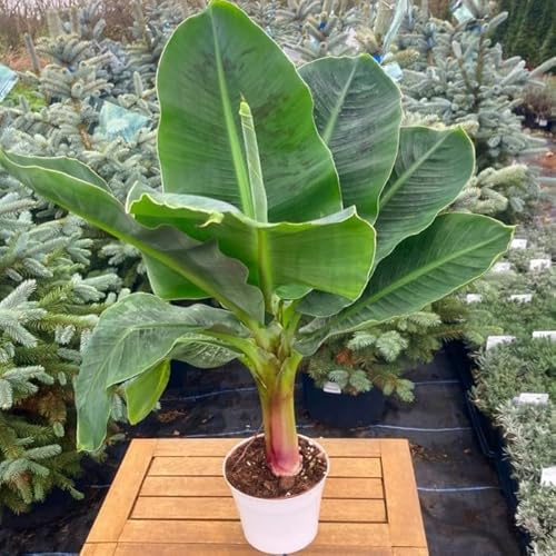 DECOALIVE Platanera Interior y Exterior XL Altura de unos 80cm Planta Natural