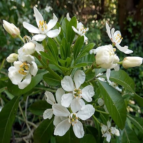 Choisya 'Aztec Pearl'- Oranger du Mexique 'Aztec Pearl' 25-30 cm en conteneur