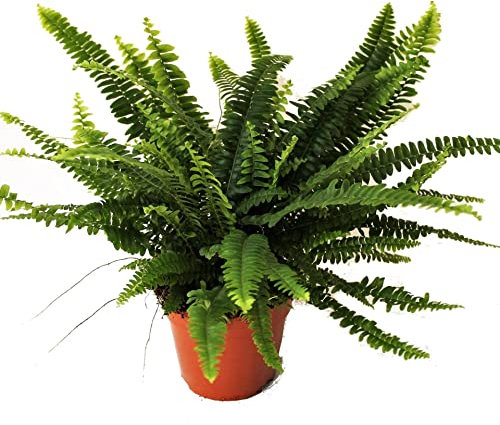 DECOALIVE Helecho Planta Natural Que Absorbe la Humedad del Hogar, 8436606537879