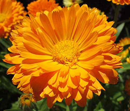 25 Calendula Orange King Seeds - Orange King Pot Marigold - 25 Seeds