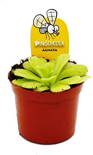 Exotenherz Plante carnivore - Herbe grasse - Pinguicula agnata - Pot de 9 cm