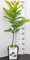 Kastanie Zwergobstbaum oder Mini Obstbaum Kastanienbaum Castanea sativa