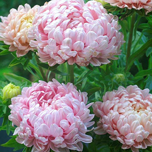Pink Peony Aster 150 Seeds + Plant tag + Freebie - Delicate Pink Paeony (Callistephus chinensis)