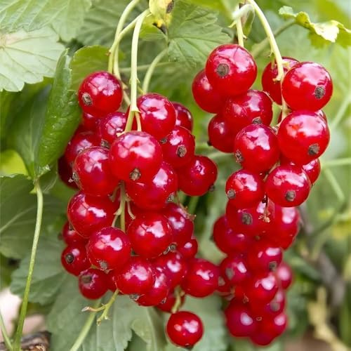 semillas resistentes de grosella - balcón columnares exóticas verdes para 100pcs