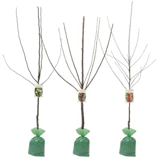 Obstbäume XXL 3er Set (Apfel Jonagold, Birnenkonferenz und Süßkirsche Kordia)