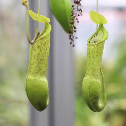 carnivora - semi Nepenthes di balcone resistenti semi di carnivora interni giardino rocce resistenti tetti verdi 150pcs