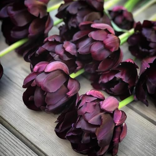 bulbi di tulipano perenni resistenti, balcone, decorazione da giardino esterno di tulipano, balcone per luoghi soleggiati, giardino 16pcs