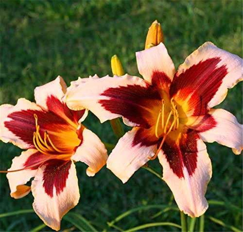 Hemerocallis Bulbos que no requieren pregerminación, Hemerocallis Bulbos Rizoma, Perfectas para Jardines, Tolera el frío.Hojas altas y grandes,-10bulbos-A