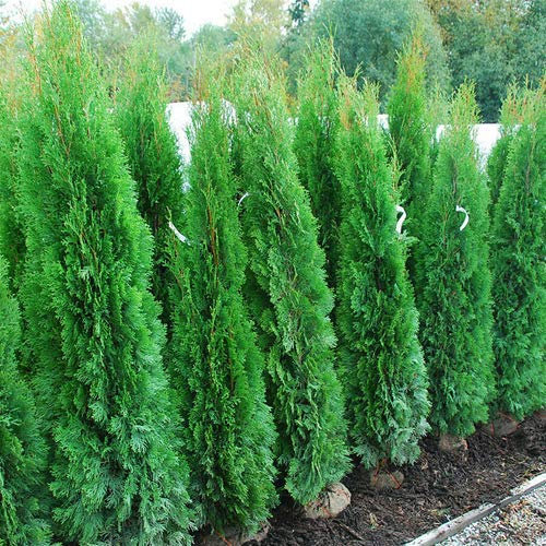 Tuia smeraldo Thuja occidentalis Smaragd pianta da siepe sempreverde in vaso bio ø9 cm Vivaio di Castelletto