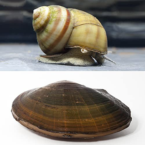 NatureHolic Juego de filtros orgánicos para estanques de jardín, biofiltro natural, arma milagrosa contra algas, habitantes de animales pacíficos, 3 conchas de estanque y 3 caracol de tapa de pantano