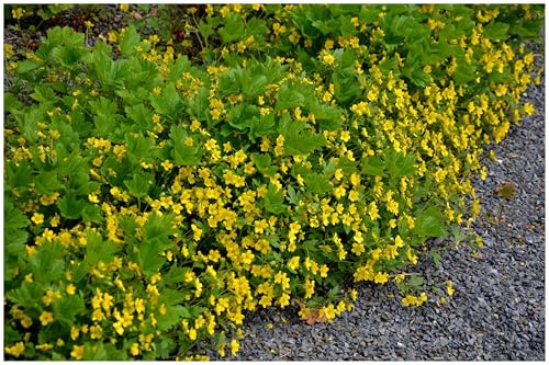 Stauden Gänge 100 x Waldsteinia geoides (Staude/Winterhart/Bodendecker/Immergrün/Mehrjährig/Problemlöser) Ungarwurz - Goldene Blütenpracht für schattige Ecken. - Pflegeleicht