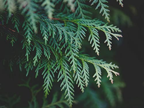 1000 bitar pussel bästa födelsedagspresenten för pojkar, flickor-Thuja, gren, tall, barr, 70x50cm