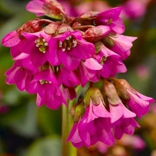 Pianta vera di Bergenia cordifolia Shoeshine - Diametro Vaso Ø 14 cm