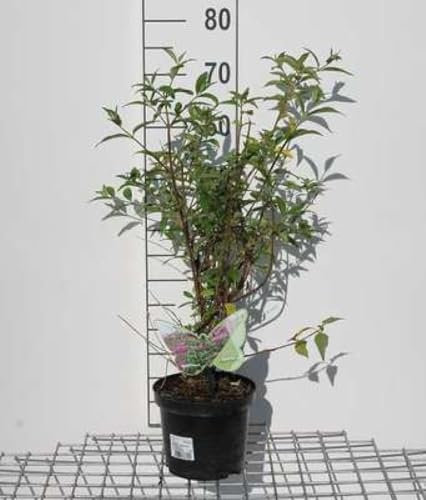Buddleja 'Argus Velvet'® - Arbre Aux Papillons 40-60 cm en pot