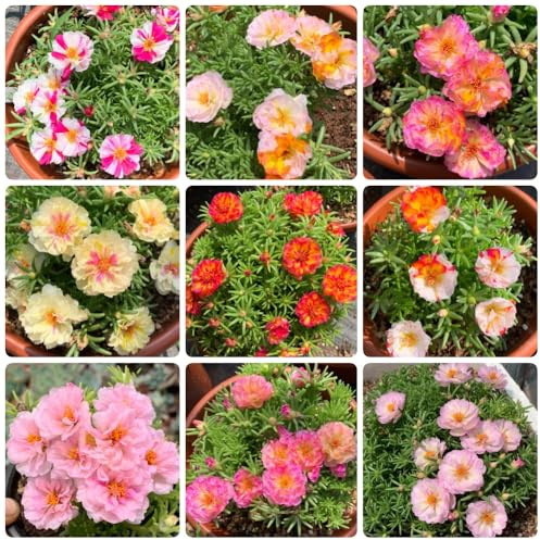 Semillas de rosa musgo - Las del jardín de rocas son resistentes Portulaca grandiflora - resistentes para el jardín 1000pcs