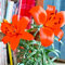 Giglio bulbi/giglio bulbi asiatico-Terrazza, balcone, giardino -C-2 bulbi