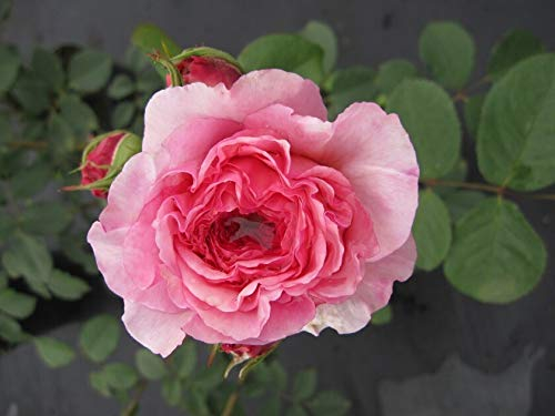 Rosa James Galway ® Synonym Auscrystal ® - Englische Rose - Austin-Rose
