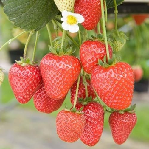 Carbeth Plants - Fruit Plants - Grow Your Own Fruit Garden - 10 x Strawberry Bare Root Plants