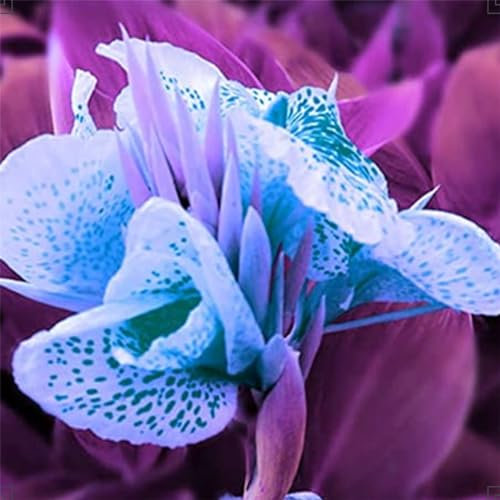 Canna Lily Bulbs for Planting Now UK/UK Now Simple Planting Perennial/Strong Plants That Grow Well/Mix Golden Jade Carving Feels Perfect