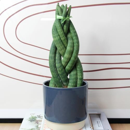 Carbeth Plants - 1 x Sansevieria Twister Snake Plant Real Houseplant in 10.5cm Pot - Live Air Purifying Evergreen African Spear Plant - Eye Catching Easy to Care for - Ideal for Beginners