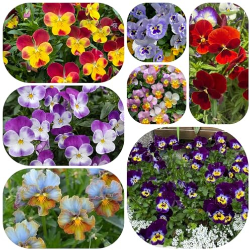 semi di viola del pensiero perenni - decorazione giardino resistenti 550pcs