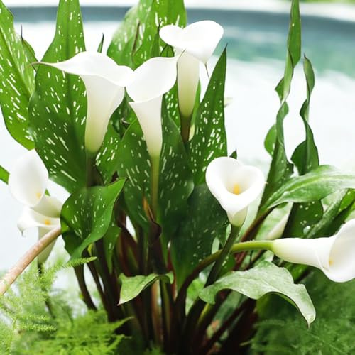 calla giardino decorativo balcone decorazione balconi riverdimento giardino bulbi 8pcs