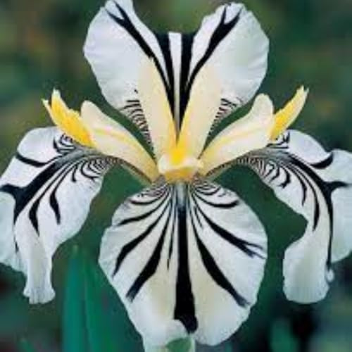 Iris Bulbos, Iris Reticulata, Germanica Bulbos, PlantacióN Principiante Resistente Al FríO, Cultivos De Colores Brillantes, Naturales Bulbos, 4bulbos-A