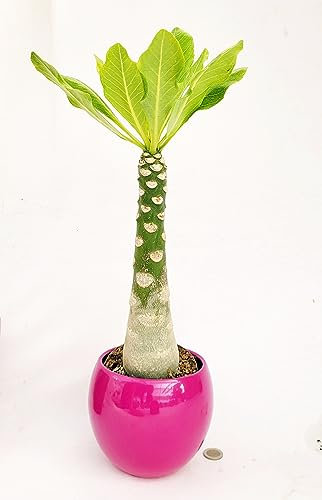 POWERS TO FLOWERS - BRIGHAMIA INSIGNIS IN VASO CERAMICA SFERICO, PALMA HAWAIANA VASO 13CM DIAMETRO, pianta vera