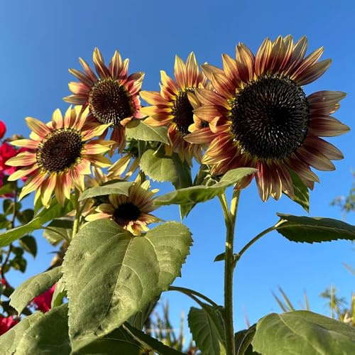 semillas decorativas de girasol - balcón, regalos de jardín para mujeres, girasol perennes resistentes, para balcón, 500pcs
