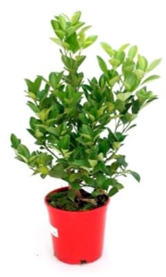 Planta natural Calamondin, 30-35 cm. Naranjo Enano. Citrus Microcarpa. Planta de cítrico enano, con frutos pequeños y ácidos, ideal para jardines y macetas. Segura Garden.