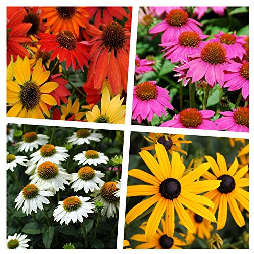 Stauden Gänge 4 x Sommerstauden Kollektion (Stauden/Staude/Mehrjährig/Winterhart) Echinacea & Rudbeckia – Die perfekte Kombination für ein Blütenmeer - Wir lieben die Sonne