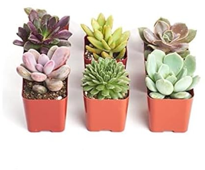 Mix de Seis Plantas Mini Suculentas Naturales de Fácil Cuidado