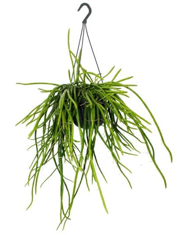 exotenherz Urban Jungle Elegance - Moderne Kakteen-Ampel mit toller Blattstruktur - Selenicereus wercklei - 15cm